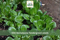 500 Seeds Komatsuna Tendergreen Mustard Spinach Asian Leafy Vegetable