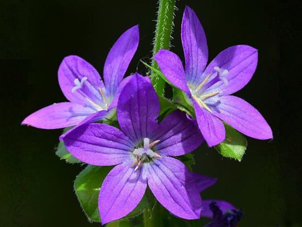 1000 Seeds Venus' Looking Glass Native Wildflower Heirloom Garden Planting Attracts Pollinators Easy to Grow