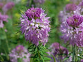 75 Seeds Rocky Mountain Bee Plant Cleome Wildflower Pollinator Garden Heirloom
