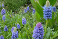 10 Seeds Pickerel Weed Pontederia cordata Aquatic Marginal Plant