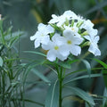 White Oleander Cuttings - Nerium oleander Evergreen Shrub, White Flowers, 7 Live Unrooted Cuttings