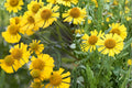100 Seeds Autumn Sneezeweed Helenium autumnale Native Wildflower Perennial