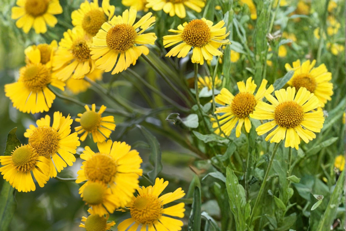 100 Seeds Autumn Sneezeweed Helenium autumnale Native Wildflower Perennial