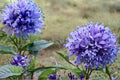 100 Seeds Globe Gilia Gilia capitata Wildflower