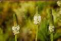 100 Seeds White Prairie Clover Dalea candida Native Wildflower Pollinator Friendly