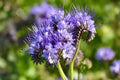 Lacy Phacelia Seeds (100) – Bee & Pollinator Wildflower, Fast-Growing Lavender-Blue Blooms, Phacelia tanacetifolia