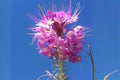 Rocky Mountain Bee Plant Seeds – Native Wildflower with Pink to Purple Blooms, Attracts Pollinators, Cleome serrulata, 75 Seeds