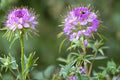 75 Seeds Rocky Mountain Bee Plant Cleome serrulata Native Wildflower