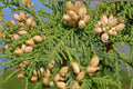 50 Seeds Eastern Arborvitae Thuja occidentalis Evergreen Privacy Tree