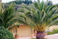10 Seeds Canary Date Palm Phoenix canariensis Ornamental Palm Tree