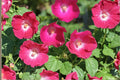 10 Seeds Bush's Poppy Mallow Callirhoe bushii Native Wildflower