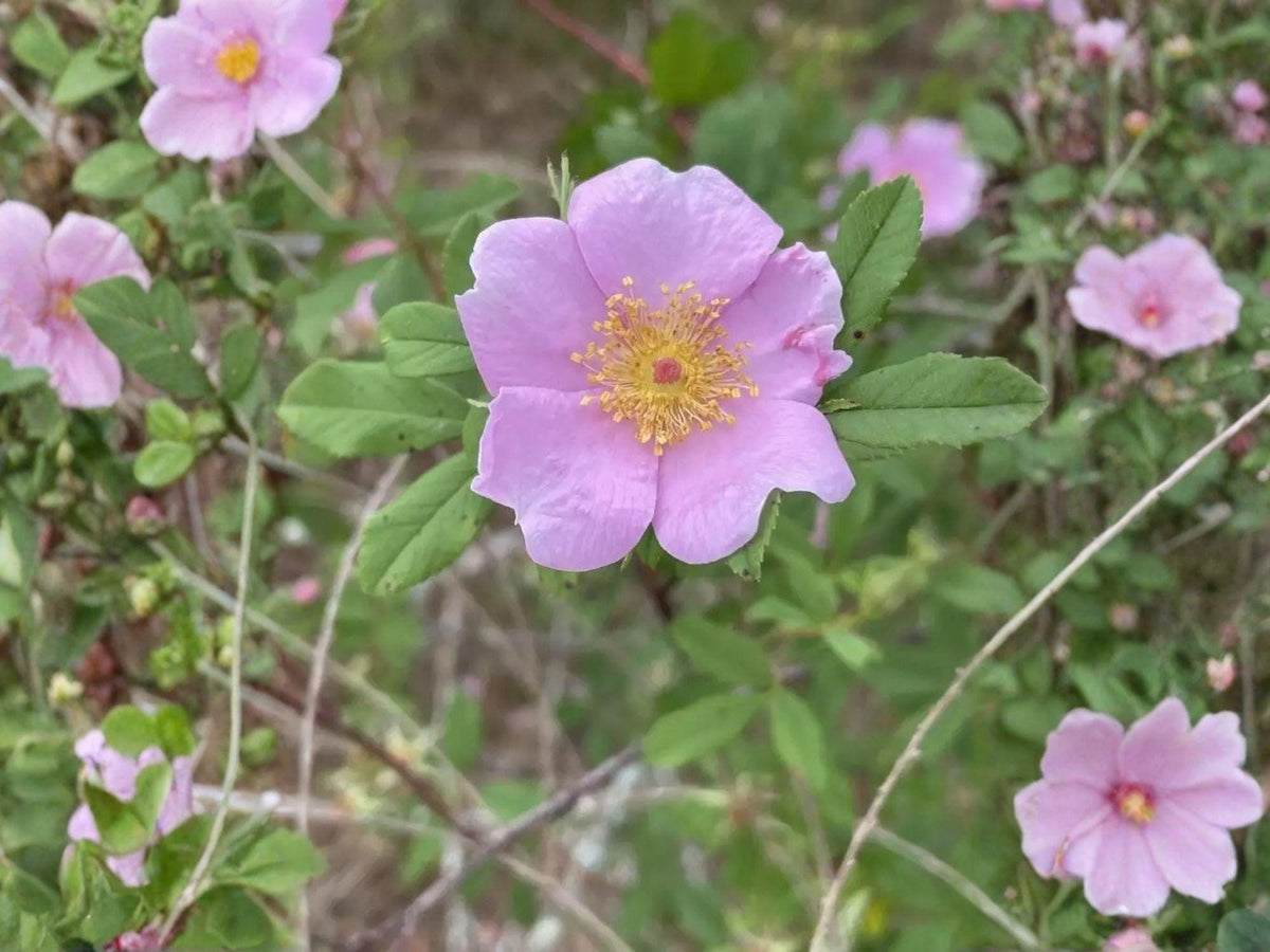 30 Rosa palustris Swamp Rose Seeds Native Flowering Shrub