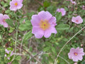 Rosa palustris Swamp Rose Seeds – Native Heirloom Non-GMO Flowering Shrub for Moist Gardens
