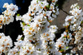Nanking Cherry Seeds, Hardy Fruit Shrub with Pink Blossoms & Red Cherries, Prunus tomentosa, Edible Garden & Wildlife Habitat Plant