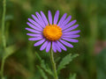 100 Purple Aster Seeds Bigelow's Tansyaster Heirloom Wildflower