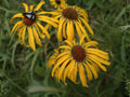 40 Orange Mountain Daisy Seeds Heirloom Wildflower Garden Planting