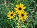 100 Showy Goldeneye Wildflower Seeds Heirloom Pollinator Garden Flower