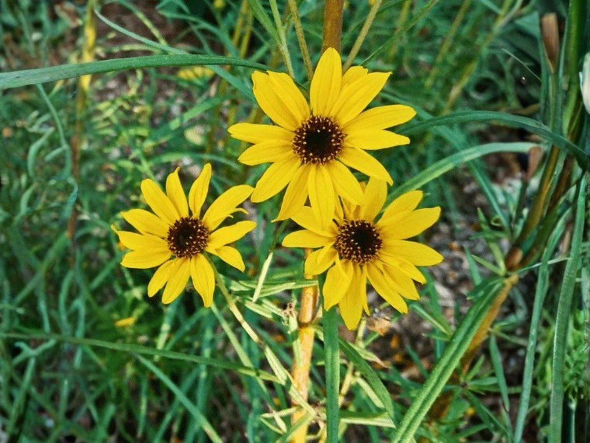 100 Showy Goldeneye Wildflower Seeds Heirloom Pollinator Garden Flower