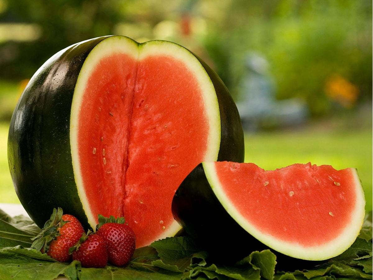 Sugar Baby Watermelon Seeds – 10 Count, Small Dark Green Vining Variety, Citrullus lanatus for Small Gardens