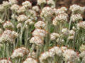 Prairie Pussytoes Seeds – Heirloom Native Groundcover for Rock Gardens, Pollinator Gardens, Antennaria neglecta, Drought-Tolerant Plant