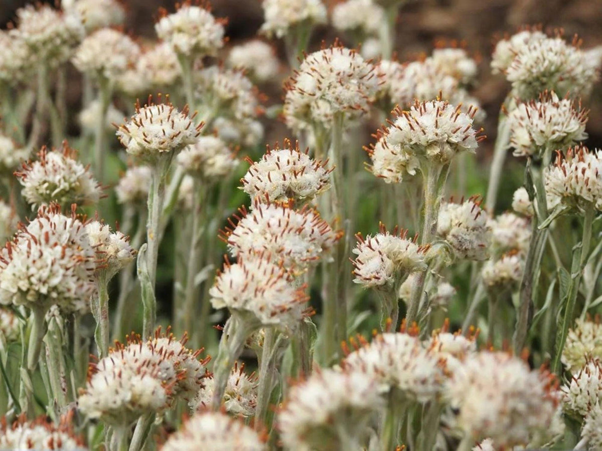 Prairie Pussytoes Seeds – Heirloom Native Groundcover for Rock Gardens, Pollinator Gardens, Antennaria neglecta, Drought-Tolerant Plant