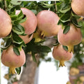 Rare Babylonian White Pomegranate Cuttings – Heirloom Fruit Variety, 3 Live Unrooted Shrubs, Punica granatum ‘Babylonian White’