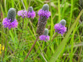 Purple Prairie Clover Seeds – Heirloom Non-GMO Wildflower Planting Dalea purpurea, Native Prairie Flower Seeds for Garden, Wildflower Bed
