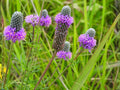 100 Seeds Purple Prairie Clover Dalea purpurea Heirloom Wildflower
