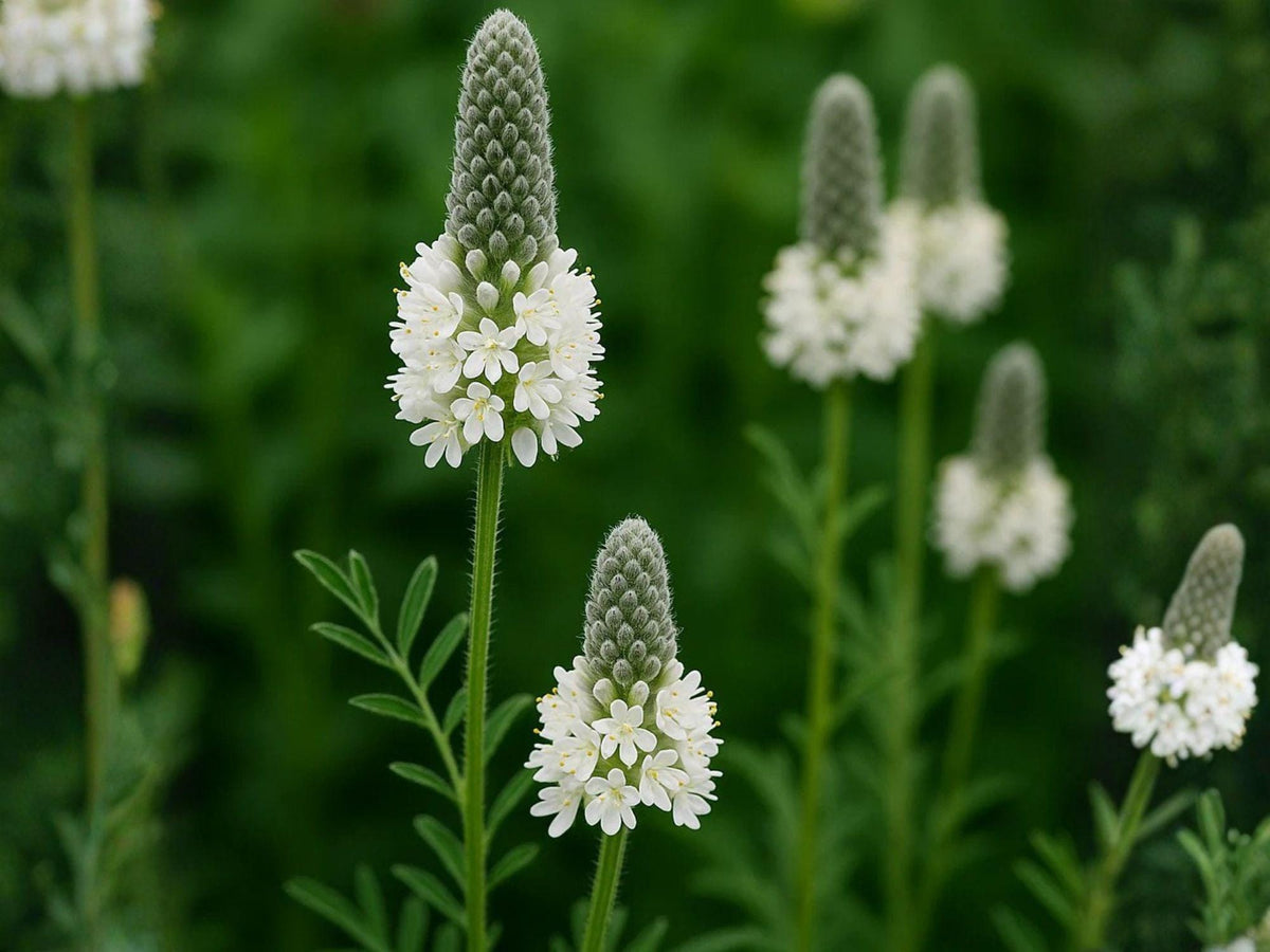 100 Seeds Dalea candida White Prairie Clover Native Wildflower
