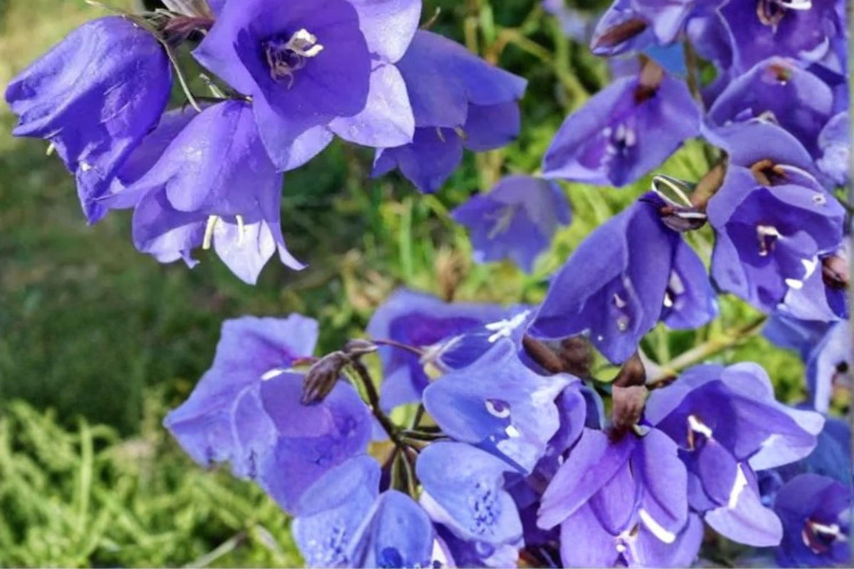100 Seeds Tussock Bellflower Campanula carpatica