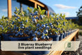 2 Blueray Blueberry Live Plant Seedlings – Fruit-Bearing Vaccinium corymbosum Bush for Home Gardens and Outdoors