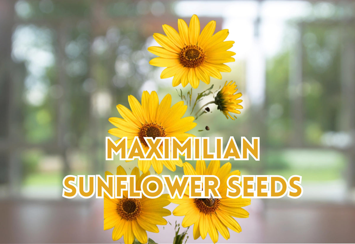 Maximilian Sunflower Seeds Tall Perennial Wildflower Pollinator Friendly Garden, Helianthus maximiliani