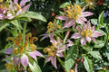 100 Seeds Spotted Bee Balm Monarda punctata