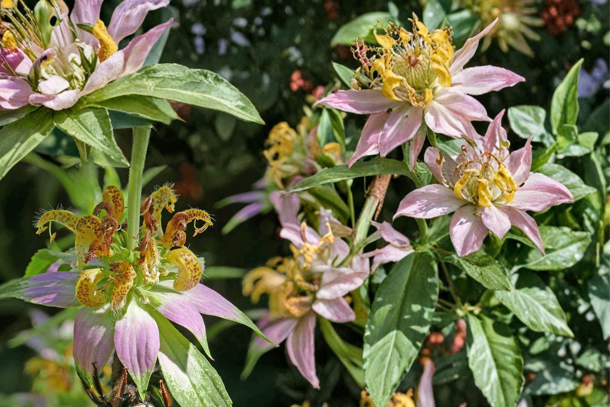 100 Seeds Spotted Bee Balm Monarda punctata