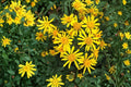 75 Seeds Golden Ragwort Packera aurea Perennial Native Wildflower