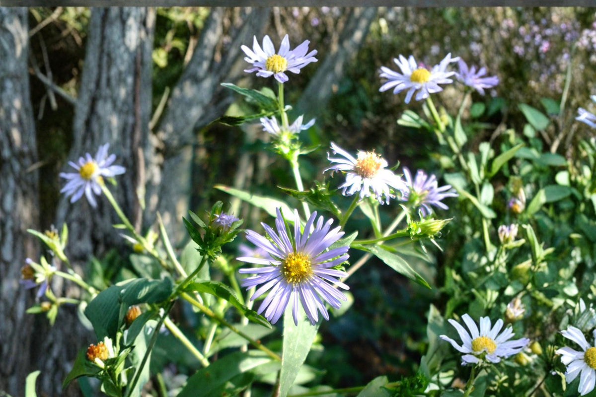 100 Seeds Swamp Aster Symphyotrichum puniceum Native Perennial Wildflower