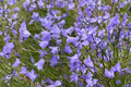 Harebells Seeds 100 Pack – Campanula rotundifolia Blue Wildflower for Rock Gardens & Borders
