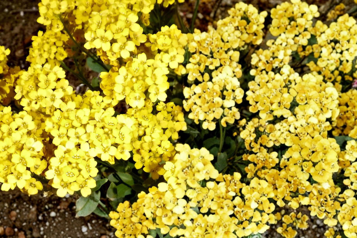 100 Seeds Basket of Gold Alyssum saxatile