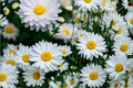 Creeping Daisy Seeds 100 Count - White Flowers with Yellow Centers - Chrysanthemum paludosum - Low-Growing Annual Groundcover