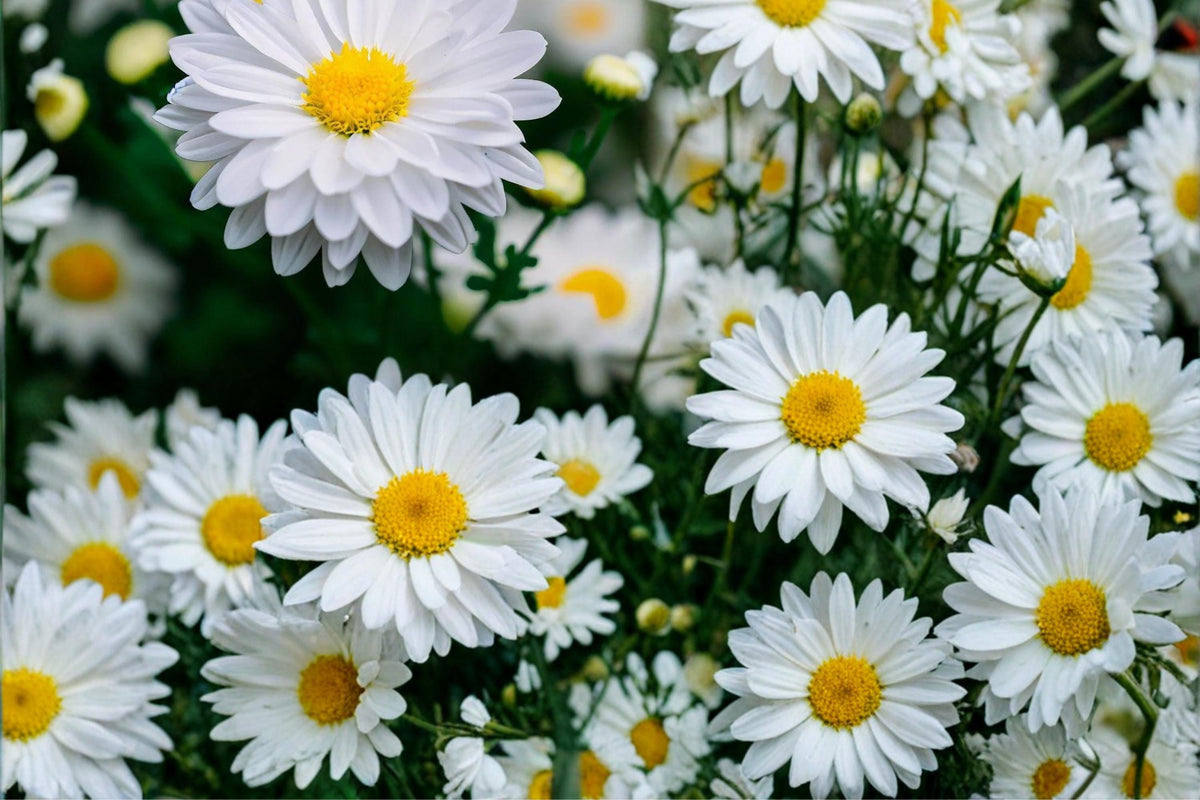 100 Seeds Creeping Daisy Chrysanthemum paludosum Groundcover Flower