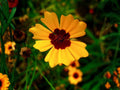Coreopsis basalis Golden Wave Tickseed Seeds – Heirloom Non-GMO Wildflower Garden Seeds for Pollinator Gardens