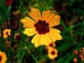 100 Seeds Coreopsis basalis Golden Wave Tickseed Heirloom Wildflower