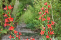 100 Seeds Standing Cypress Ipomopsis rubra Red Hummingbird Wildflower