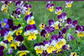 100 Seeds Johnny Jump Up Viola tricolor Heirloom Flower