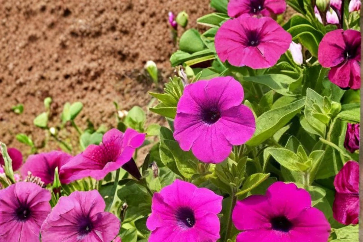 100 Seeds Wild Petunia Petunia violacea Flower Seeds