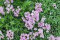 100 Seeds Creeping Thyme Thymus serpyllum Groundcover Fragrant Low Growing Perennial