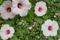 20 Seeds Rose Mallow Hibiscus militaris Native Wildflower Pink Blooms