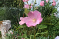 30 Seeds Swamp Rose Mallow Hibiscus moscheutos Hardy Perennial