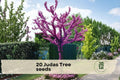 20 Judas Tree Seeds Cercis siliquastrum | Ornamental Flowering Tree for Garden & Bonsai