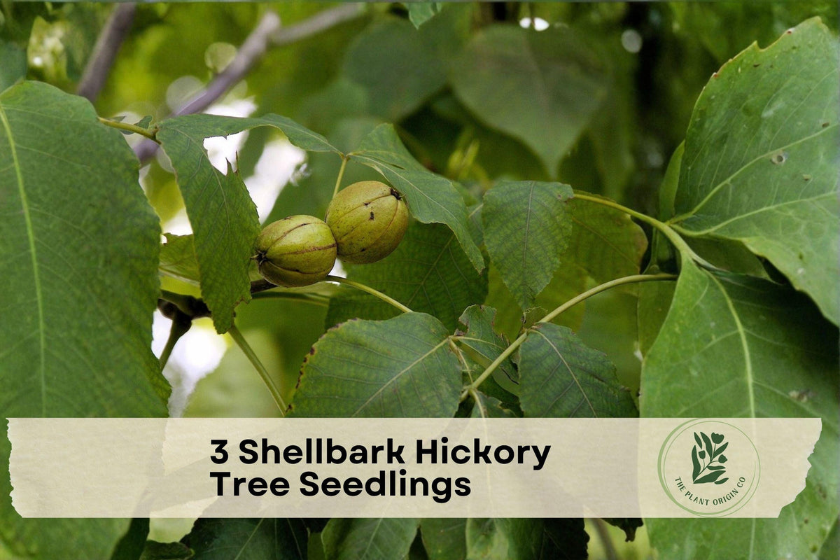 3 Shellbark Hickory Tree Seedlings | Carya laciniosa | Edible Nuts, Hardwood, Native North American Tree